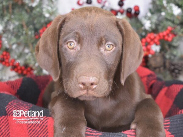 Labrador Retriever-DOG-Male-Chocolate-3540-Petland Lee's Summit, MO