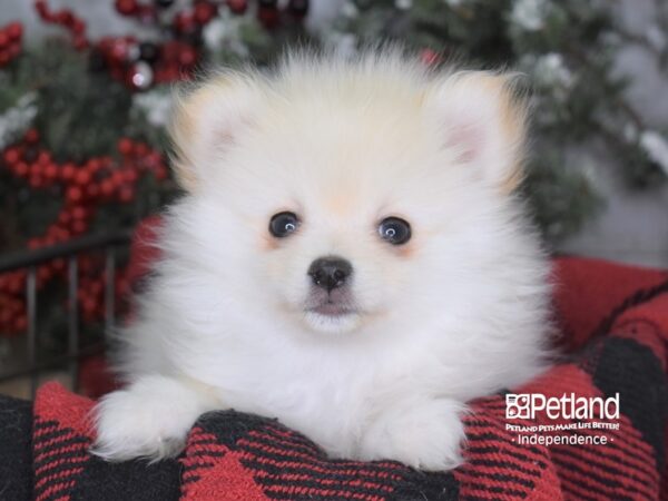 Pomeranian-DOG-Male-Cream-3543-Petland Lee's Summit, MO