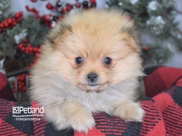 Pomeranian-DOG-Male-Orange-3544-Petland Lee's Summit, MO