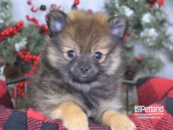Pomeranian-DOG-Female--3537-Petland Lee's Summit, MO
