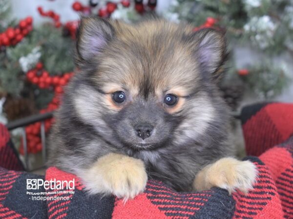Pomeranian-DOG-Male--3536-Petland Lee's Summit, MO