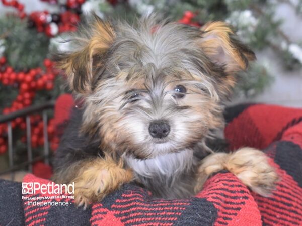 Yorkshire Terrier-DOG-Male-Black & Gold Parti-3442-Petland Lee's Summit, MO