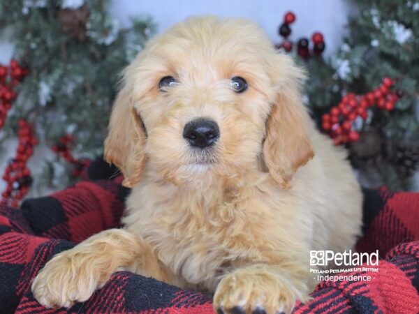 Goldendoodle-DOG-Male-Golden-3545-Petland Lee's Summit, MO