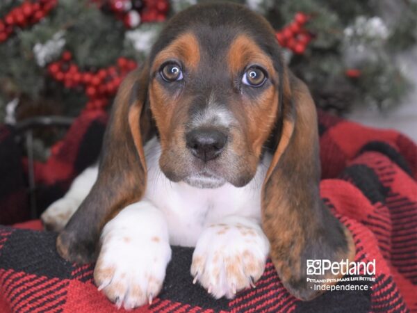 Basset Hound-DOG-Female--3539-Petland Lee's Summit, MO