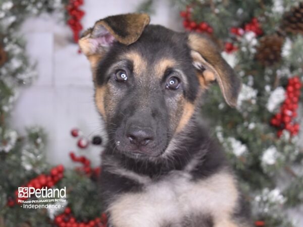 German Shepherd-DOG-Female-Black & Tan-3555-Petland Lee's Summit, MO