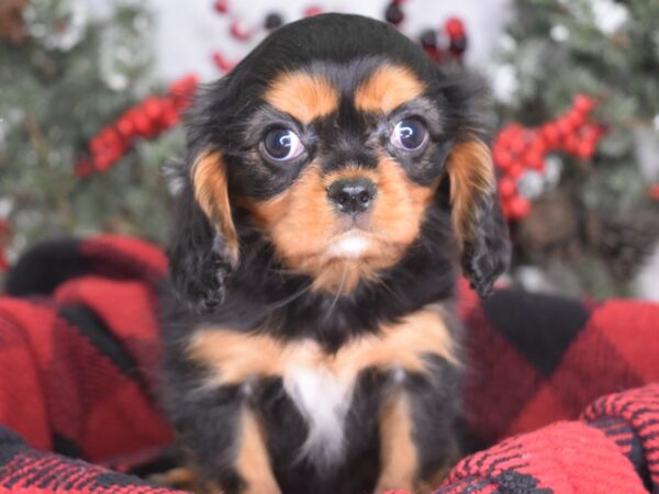 Cavalier King Charles Spaniel-DOG-Female-Black and Tan-3557-Petland Lee's Summit, MO