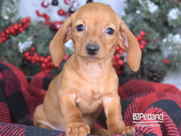 Dachshund-DOG-Female-Red-3554-Petland Lee's Summit, MO