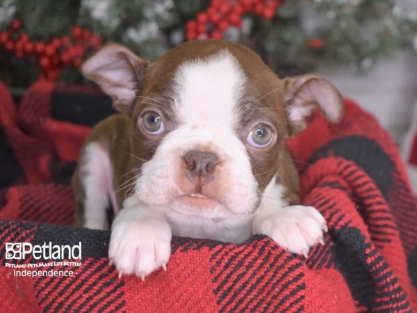Boston Terrier-DOG-Male-Seal & White-3553-Petland Lee's Summit, MO