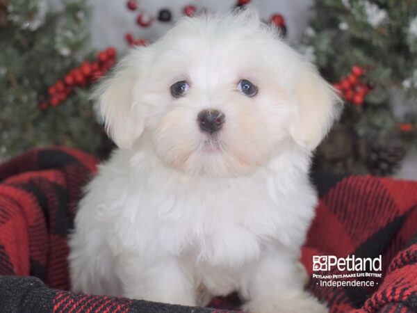 Maltese-DOG-Male-White-3549-Petland Lee's Summit, MO