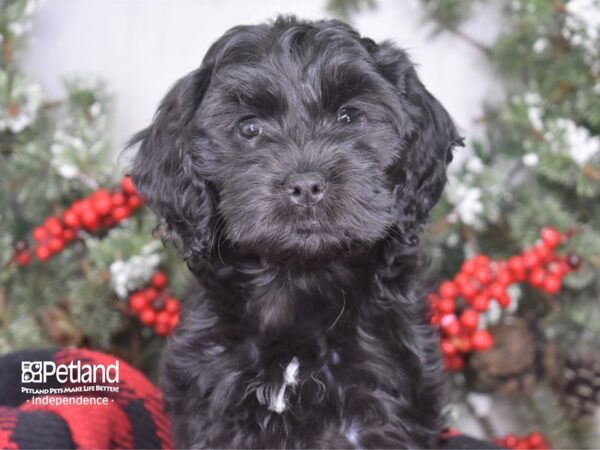 Cockapoo-DOG-Female-Black-3528-Petland Lee's Summit, MO