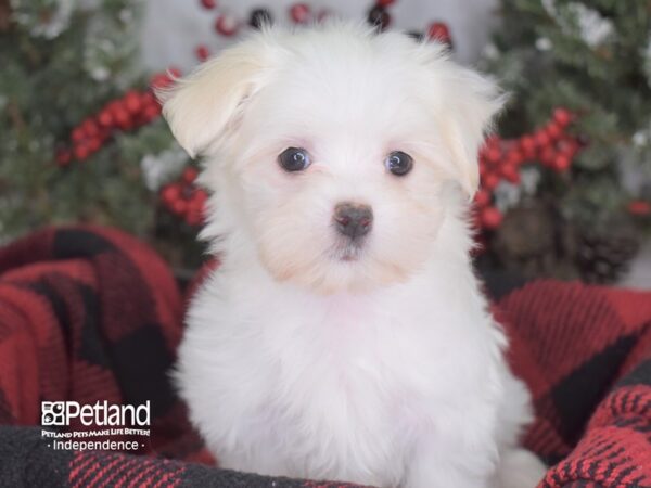 Maltese-DOG-Female-White-3550-Petland Lee's Summit, MO