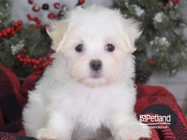 Maltese-DOG-Female-White-3548-Petland Lee's Summit, MO