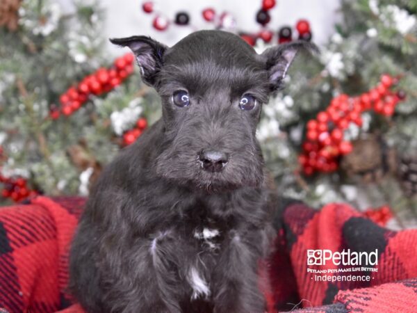 Miniature Schnauzer-DOG-Male-Black-3560-Petland Lee's Summit, MO