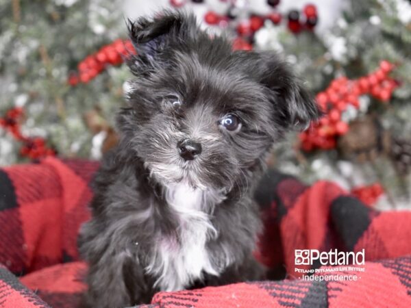 Morkie-DOG-Female-Black-3559-Petland Lee's Summit, MO