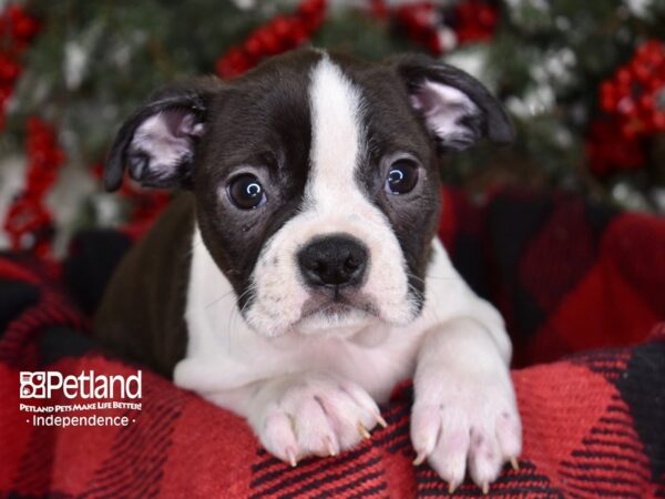Boston Terrier-DOG-Male-Black and White-3558-Petland Lee's Summit, MO