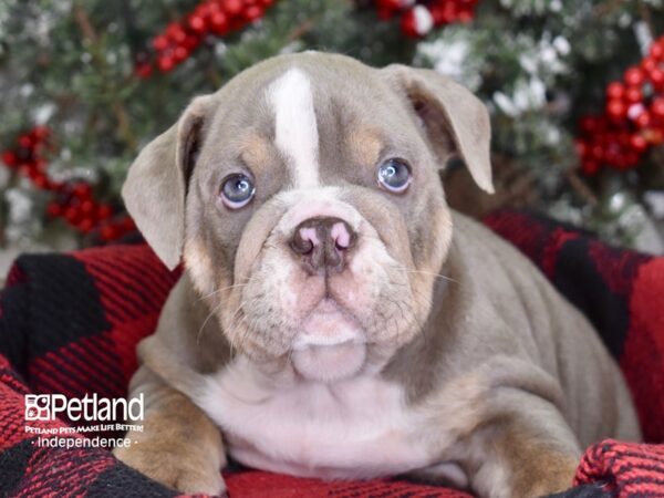 English Bulldog-DOG-Male-Lilac & Tan-3547-Petland Lee's Summit, MO