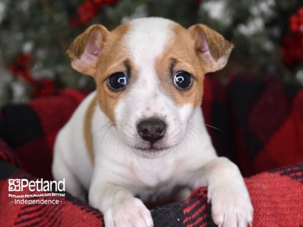 Jack Russell Terrier-DOG-Male--3532-Petland Lee's Summit, MO