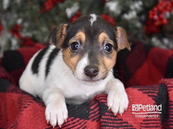 Jack Russell Terrier-DOG-Male--3531-Petland Lee's Summit, MO