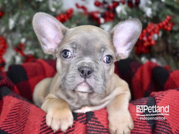 French Bulldog-DOG-Male-Blue Fawn-3563-Petland Lee's Summit, MO