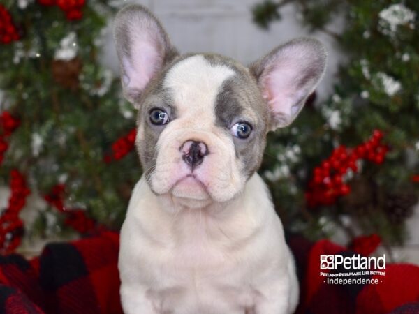 French Bulldog-DOG-Female-Blue Piebald-3566-Petland Lee's Summit, MO