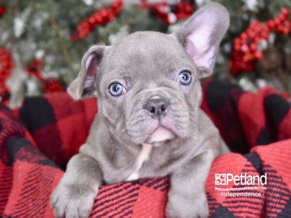 French Bulldog-DOG-Male-Blue-3562-Petland Lee's Summit, MO