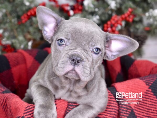 French Bulldog-DOG-Female-Blue-3565-Petland Lee's Summit, MO