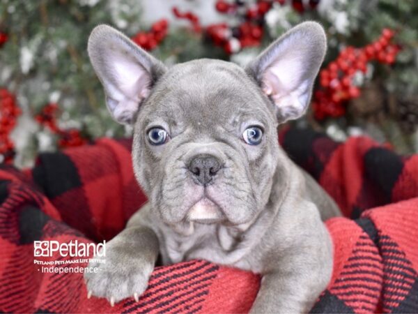 French Bulldog-DOG-Male-Blue-3564-Petland Lee's Summit, MO