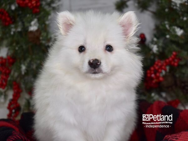 American Eskimo-DOG-Female-White-3535-Petland Lee's Summit, MO