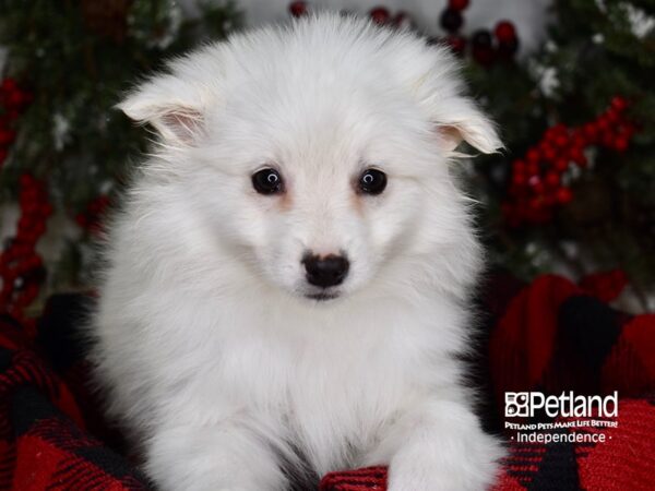 American Eskimo-DOG-Male-White-3534-Petland Lee's Summit, MO