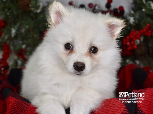 American Eskimo DOG Male White 3533 Petland Lee's Summit, MO