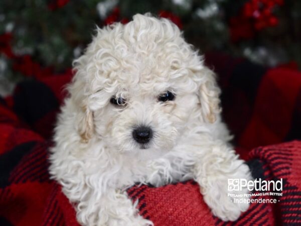Toy Poodle-DOG-Male-Cream-3569-Petland Lee's Summit, MO