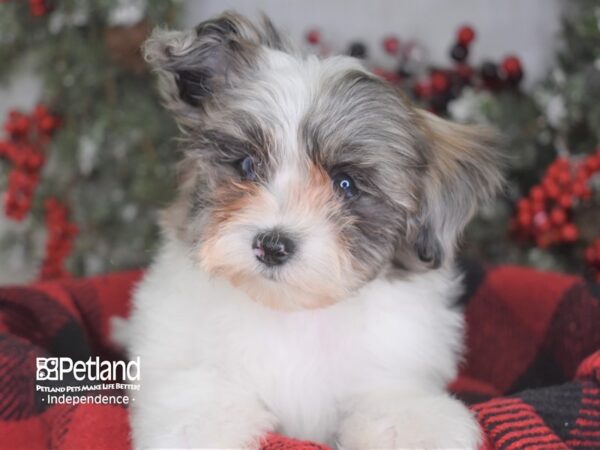 Maltipoo-DOG-Male--3551-Petland Lee's Summit, MO