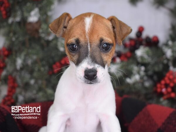 Jack Russell Terrier-DOG-Female--3570-Petland Lee's Summit, MO