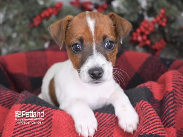 Jack Russell Terrier-DOG-Female--3571-Petland Lee's Summit, MO