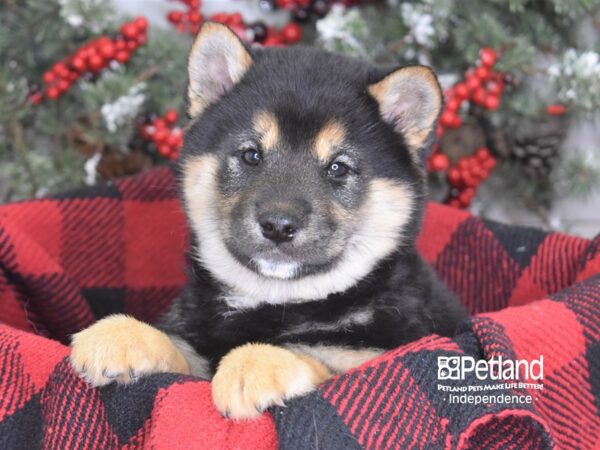Shiba Inu-DOG-Male-Cream-3580-Petland Lee's Summit, MO