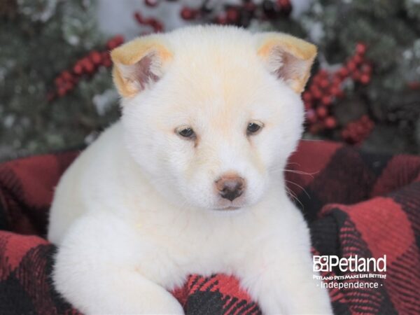 Shiba Inu-DOG-Female-Cream-3578-Petland Lee's Summit, MO