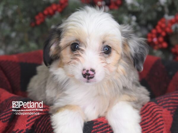 Miniature Aussiedoodle-DOG-Female-Blue Merle-3577-Petland Lee's Summit, MO