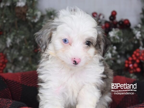 Miniature Aussiedoodle-DOG-Male-Blue Merle-3576-Petland Lee's Summit, MO