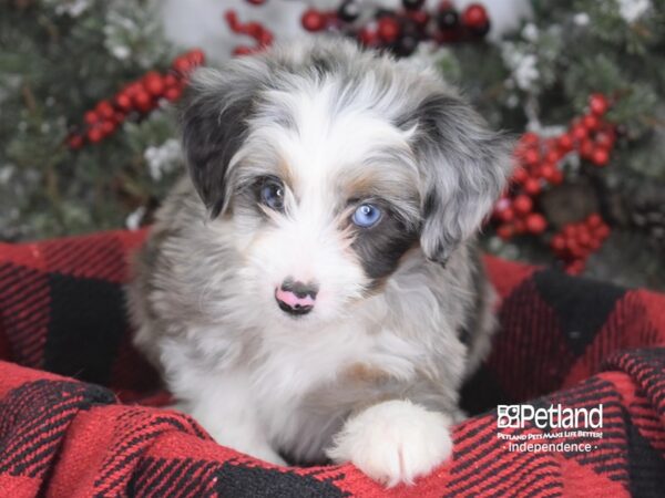 Miniature Aussiedoodle-DOG-Male-Blue Merle-3575-Petland Lee's Summit, MO