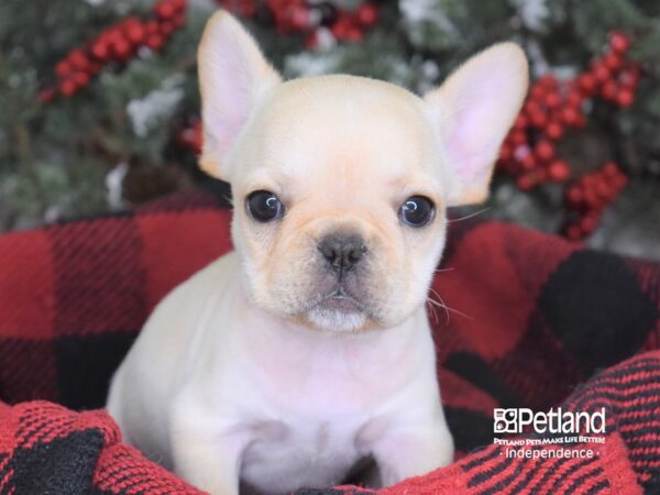 French Bulldog-DOG-Female-Cream-3589-Petland Lee's Summit, MO
