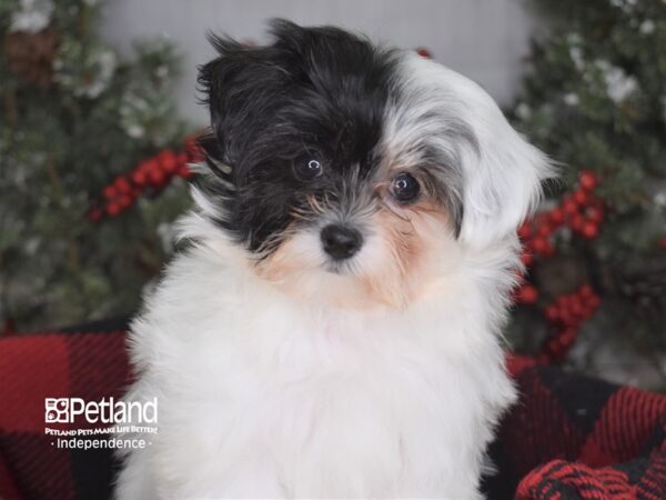 Maltipoo-DOG-Female-White-3552-Petland Lee's Summit, MO