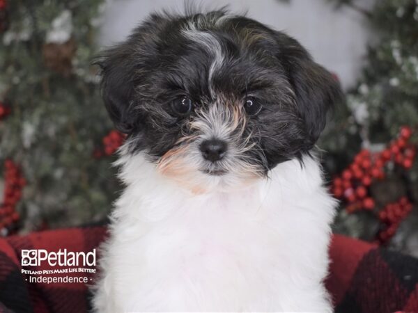 Malti Poo-DOG-Female-Black and White-3561-Petland Lee's Summit, MO