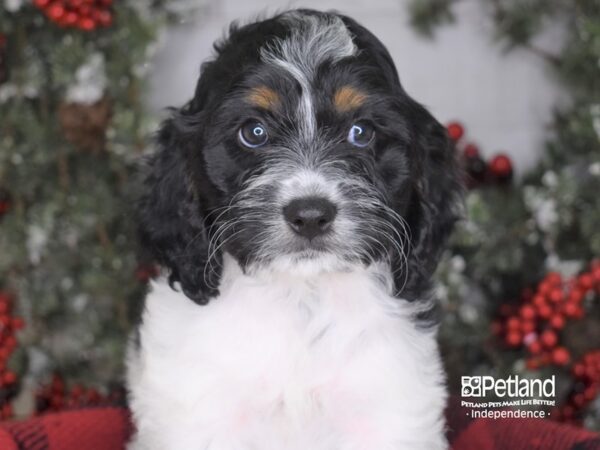 Cockapoo-DOG-Female--3583-Petland Lee's Summit, MO
