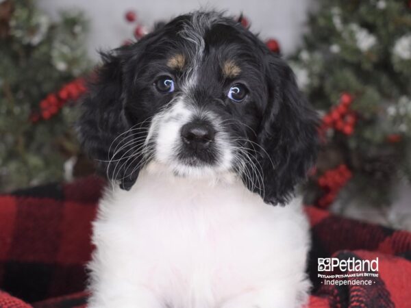 Cockapoo-DOG-Female-Black and White-3593-Petland Lee's Summit, MO