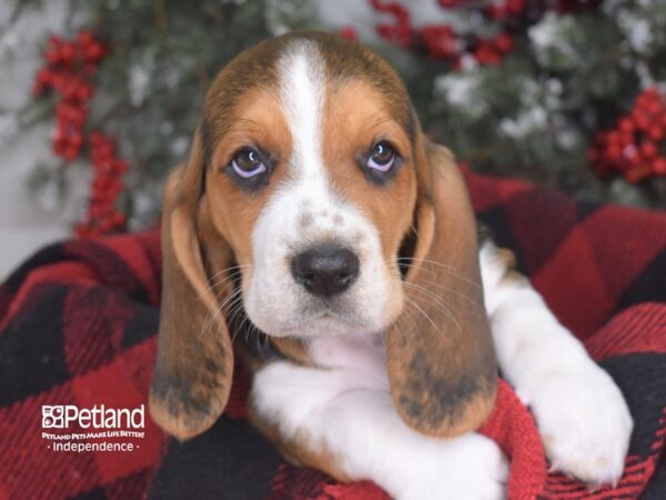 Basset Hound-DOG-Male--3538-Petland Lee's Summit, MO