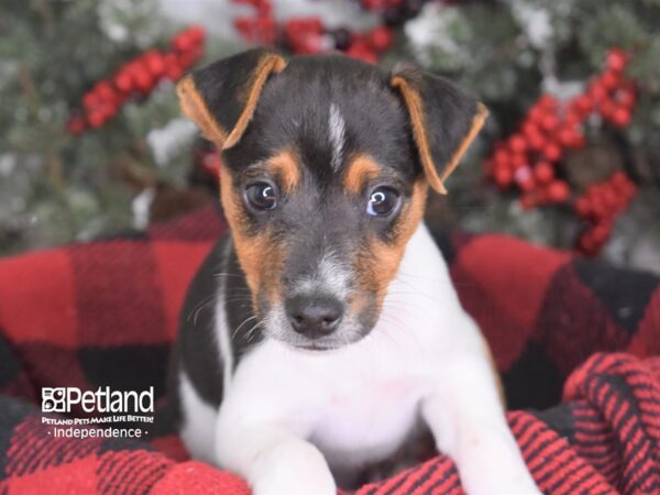 Jack Russell Terrier-DOG-Male--3573-Petland Lee's Summit, MO