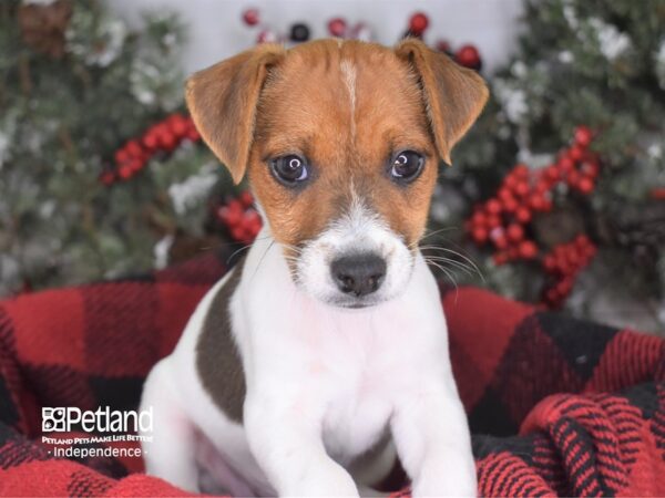 Jack Russell Terrier-DOG-Male--3574-Petland Lee's Summit, MO