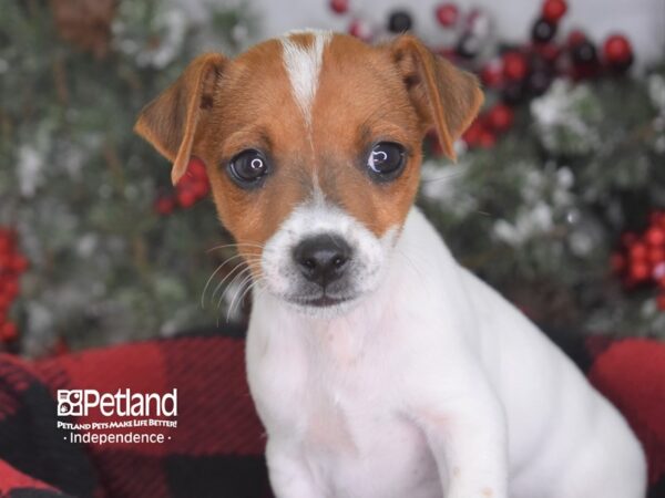Jack Russell Terrier-DOG-Male--3572-Petland Lee's Summit, MO