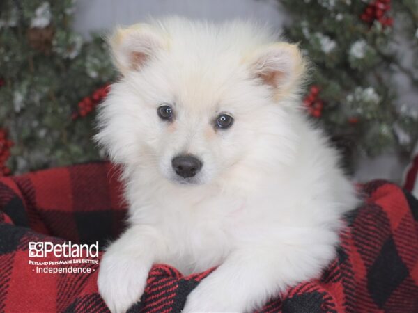 American Eskimo-DOG-Female-White-3592-Petland Lee's Summit, MO