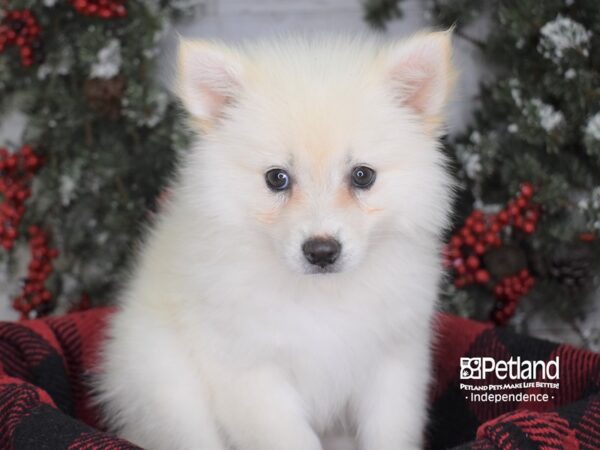 American Eskimo-DOG-Female-White-3591-Petland Lee's Summit, MO